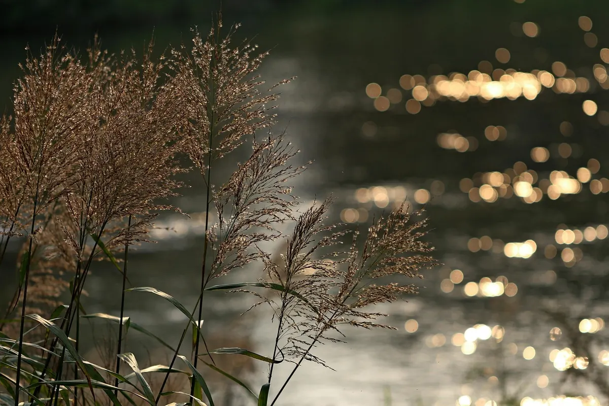 Autumn Wetland Walks: Finding Migrating Birds and Golden Reeds