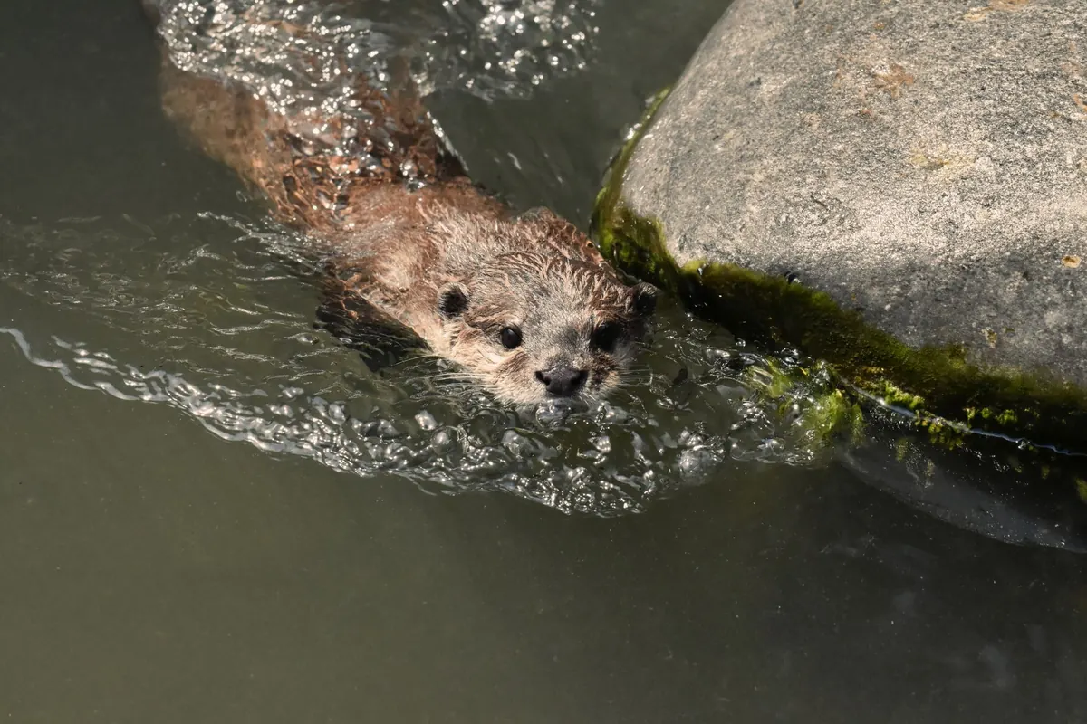 How to Spot Otters, Water Voles and Dragonflies on Marsh Paths