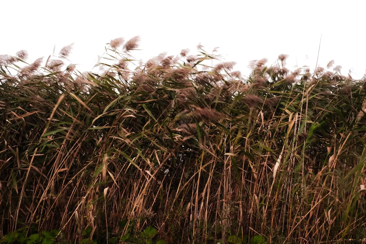 Wetland Conservation in Action: Restoration, Reedbeds and Visitor Roles